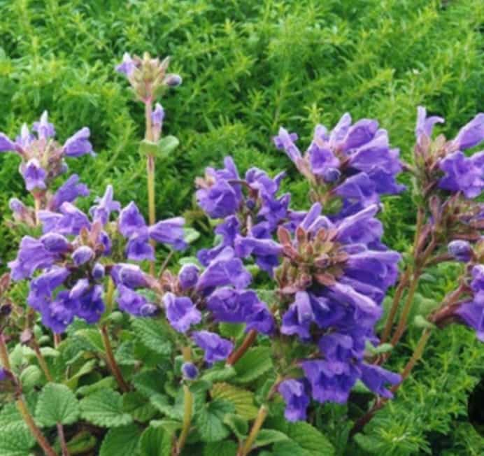 گیاه بادرنجبویه صادراتی + خریداستثنایی